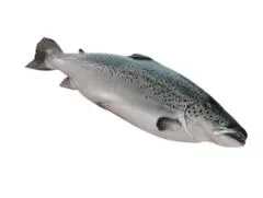 سمك سالمون