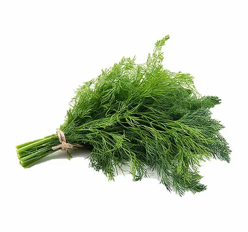 حزمة شبت من سوق المزارعين