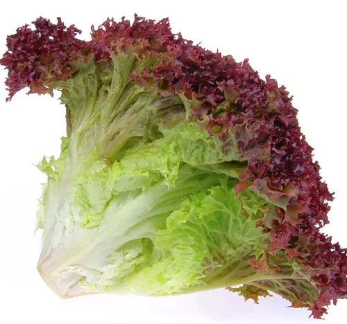 خس روسو طازج 1 عبوة