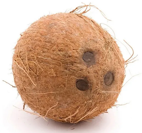 جوز هند كامل من الهند قطعة واحدة