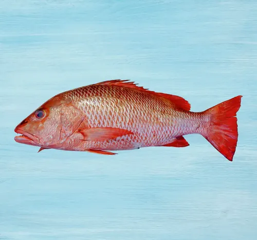 Red Snapper Big Whole Cleaned 3.5 kg