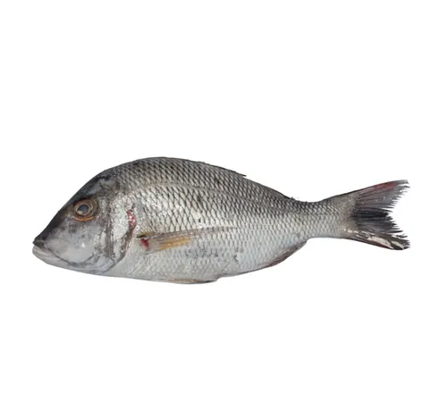 سمك فرش صغير طازج 500 جم
