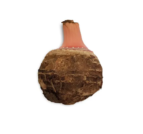 قلقاس مصري 1 قطعة