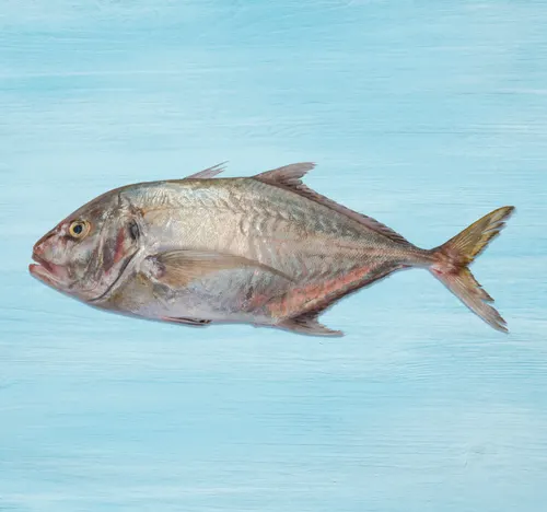 Saal Jesh Fish Big 1 kg