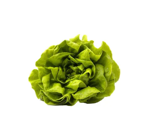 خس بوسطن حزمة 1