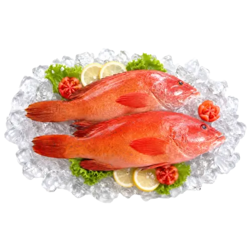 سعودي سمك ناجل كبير طازج- غرام 250