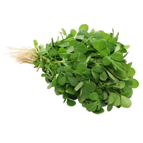 سعودي نبات حلبة طازج-حبة